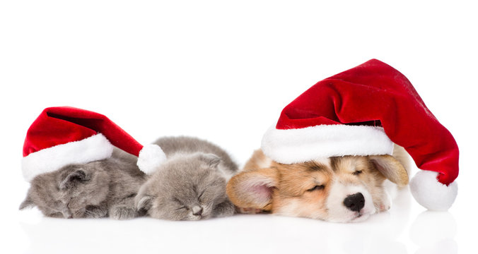 Pembroke Welsh Corgi puppy with red santa hats and two kittens s