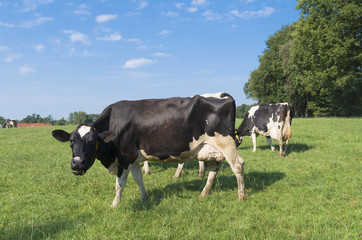 dutch cows