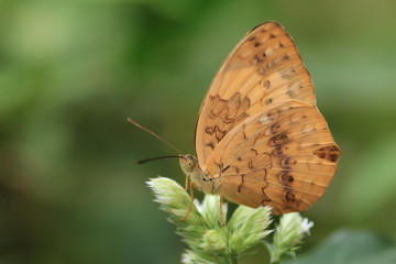 Rustic butterfly and flowers