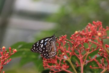 Large Tree Nymphs butterfly(Paper Kite butterfly,Rice Paper butterfly) and red flowers of Manila Leea,beautiful butterfly resting on the red flowers in the garden