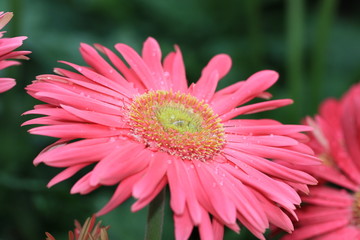 Chrysanthemum flowers