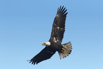 Fototapeta na wymiar Bald Eagle (haliaeetus leucocephalus)