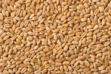 Weizen, Wheat