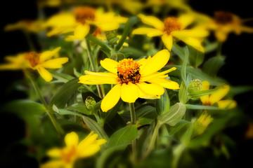 Soft Zinnia