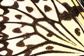 Macro shot,close-up of a Large Tree Nymphs(Paper Kite,Rice Paper) butterfly wing 