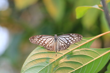 Large Tree Nymphs butterfly and green leaf