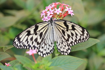 Large Tree Nymphs(Paper Kite,Rice Paper) butterfly resting on the Star Cluster flowers 
