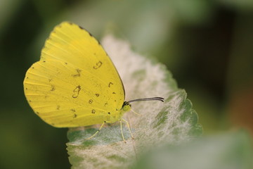 Lemon Migrant Butterfly and green leaf