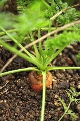 Bio Möhren Ernte