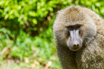 Baboon