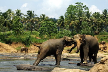 Fototapeta na wymiar Two big wild indian elephants in tropic river