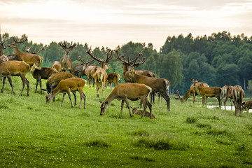 A herd of deer in the wet  meadow - obrazy, fototapety, plakaty