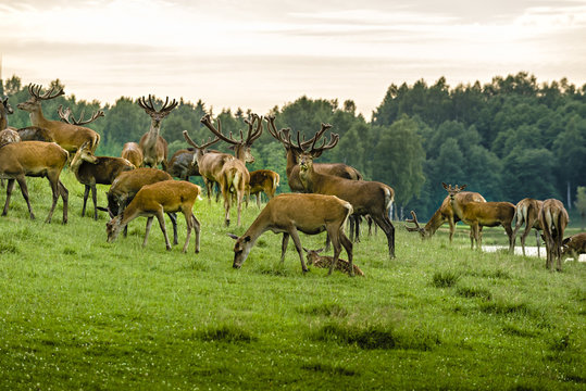 A herd of deer in the wet  meadow