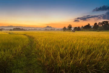 Poster de jardin Nature beautiful sunset at rice field in thailand