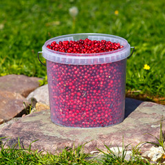 Cranberries in a plastic bucket on the green grass