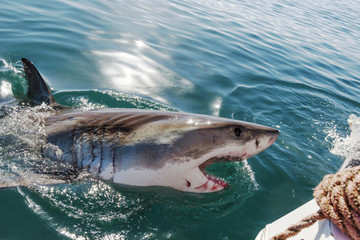 Fototapeta premium Great white shark