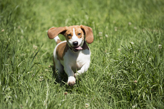 dog running in the long grass
