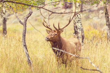 Elk