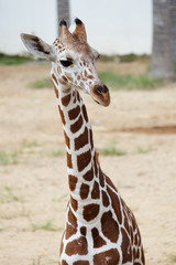Head shot of the giraffe