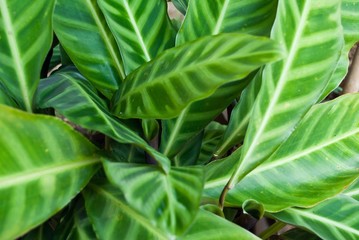 Pattern of green leaves