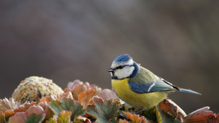 Mesange Bleu