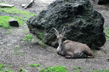 The ibex laying at the big stone
