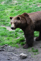 Fototapeta na wymiar Big brown bear standing on the grass