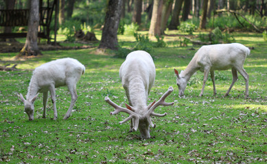 Obraz na płótnie Canvas Three white red deers eating the grass in the forest