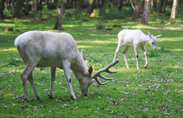 Fototapeta na wymiar White red deers eating the grass in the forest
