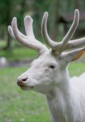 Male white red deer close up portrait