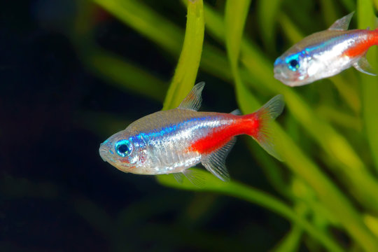 Neon tetra fish