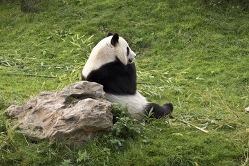 Naklejka na ściany i meble panda géant // giant panda