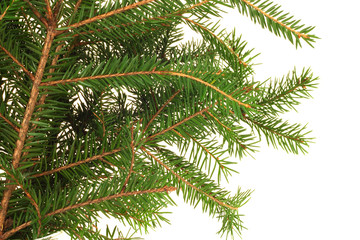 Fir branch