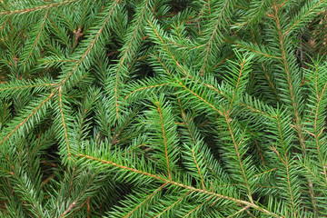 Fir tree background