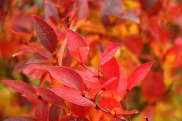 bunte herbstblaetter I