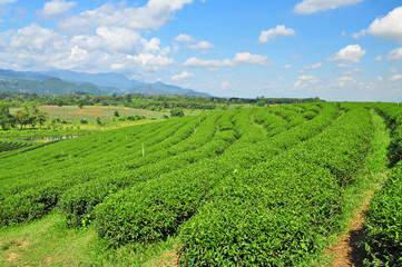 Fototapeta na wymiar Tea fields