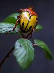 Buffalo beetle