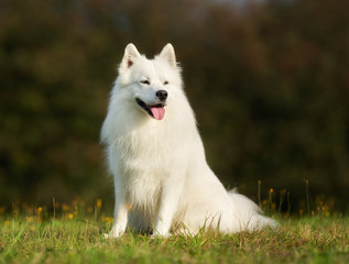 Pedigree samoyed dog