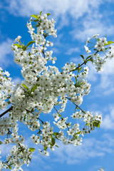 cherry Blossoms