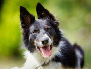 Close-up of black border collie