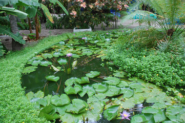 Water plants garden at Maldives island