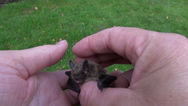 bat Nathusius pipistrelle (Pipistrellus nathusii) in hands