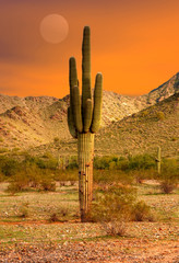 Saguaro Sunset