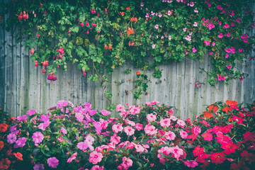 Fototapeta na wymiar wooden fence with flowers