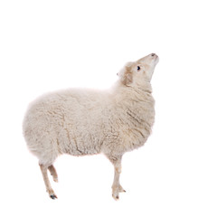 Portrait Of sheep in christmas hat On White
