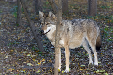 Naklejka na ściany i meble European grey wolf (Canis lupus)