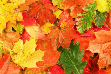 Naklejka na ściany i meble Colorful wet autumn fallen leaves background