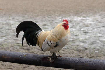 coq