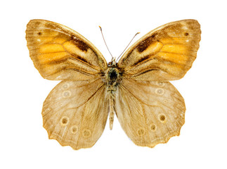Fototapeta na wymiar Lattice Brown butterfly