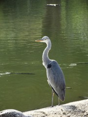 Garza real (Ardea cinerea) 